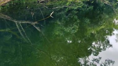 Bereketli yeşillik ve berrak yansımalarıyla sakin bir yağmur ormanı akıntısı, sakin bir atmosferle doğal ışık altında yakalanır.