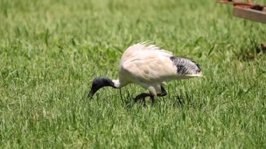 Kuş gagalama yeri, çimenlerde yiyecek aramak..