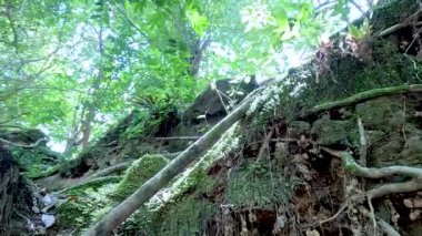 Canlı yeşillik ve şelalenin yanındaki kayalar.