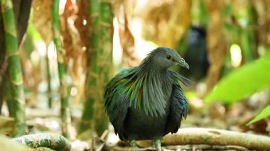 Nicobar güvercini Chonburi, Tayland hayvanat bahçesinde görüldü.
