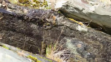 Doğal ışık altında yosun kaplı bir kaya yüzeyinden damlayan suyun yakın çekimi Kinloch, Yeni Zelanda 'nın sakin ortamını gözler önüne seriyor.