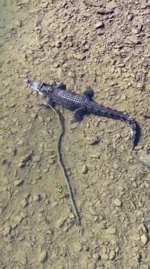 Bir tuzlu su timsahı, kayalarla çevrili, sığ sularda dinlenir, doğal ışık altında yukarıdan yakalanır.