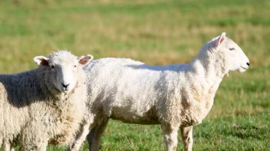 Güneşli bir tarlada duran iki koyun, sakin bir kırsal alanda doğal davranışlar sergiliyor.