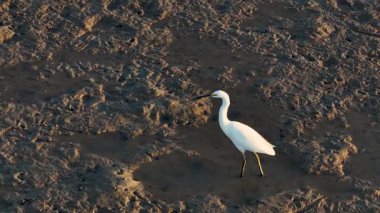 Bir Büyük Akbalıkçıl gün batımında Avustralya, Port Douglas 'ta balık avlamak için çamurlu düzlüklerde yürür. Ağır çekimde çekilen hava görüntüsü