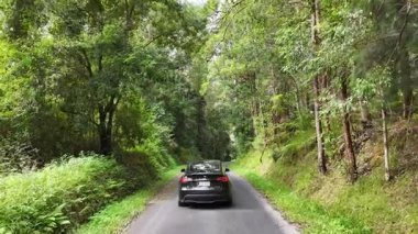 Bir araba Bellingen, NSW 'de yeşil orman yolundan geçiyor. Güneş ışığı yoğun yaprakların arasından süzülür ve sakin bir atmosfer yaratır.