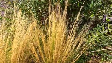 Altın otlar rüzgarda hafifçe sallanıyor.