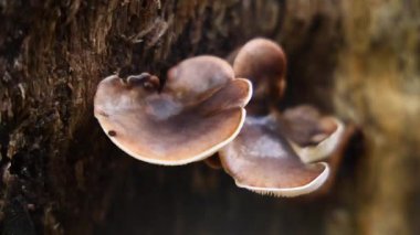 Yağmur ormanlarında ağaçta yetişen mantarlar