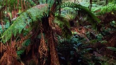 Yağmur ormanlarında yemyeşil ve eğrelti otları