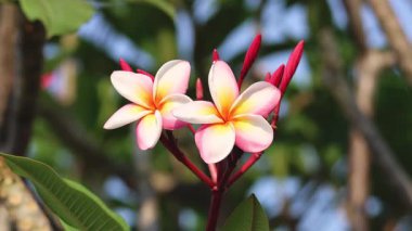 Plumeria çiçeklerinin zaman atlaması açılıyor