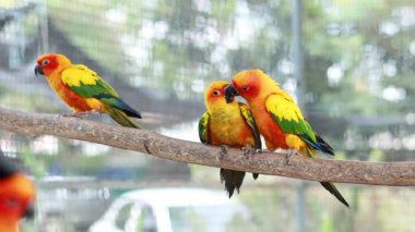Bangkok 'ta sosyal davranışlar sergileyen renkli kuşlar