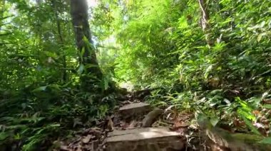 Yürüyen bir yolda yemyeşil ve güneş ışığı