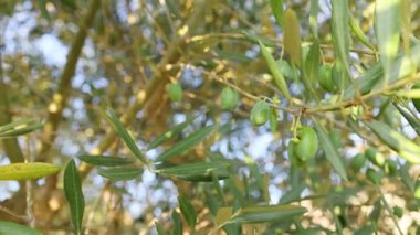 Dallarda yetişen zeytinlerin yakın görüntüsü