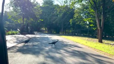 Tavus kuşları güneşli bir yoldan rahatça geçiyorlar