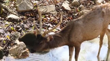 Sambar geyiği doğal yaşam alanında su içiyor.