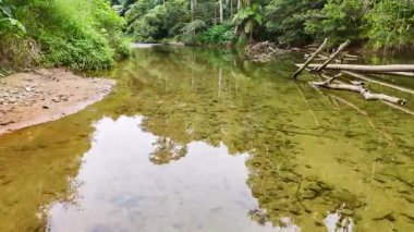 Sakin bir hava manzarası, yumuşak doğal ışık altında Port Douglas, Queensland 'daki yemyeşil yağmur ormanlarından akan temiz bir akıntıyı yakalar.