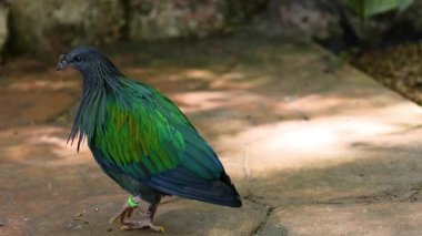 Chonburi, Tayland hayvanat bahçesinde yürüyen bir güvercin.