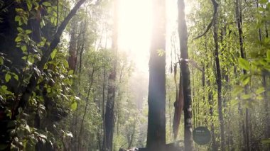 Yoğun yağmur ormanları arasından süzülen güneş ışığı