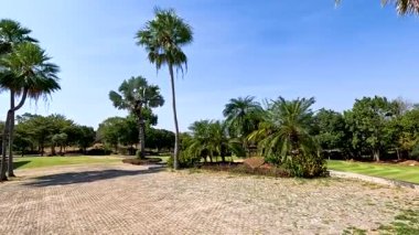 Golf sahasında palmiye ağaçları ve yeşillik