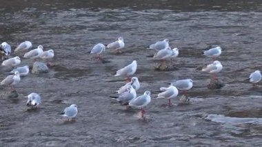 Martılar toplanıyor ve nehirde ilerliyorlar