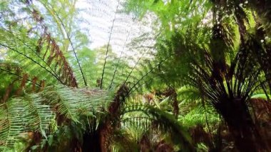 Yoğun bir yağmur ormanında yemyeşil yapraklar