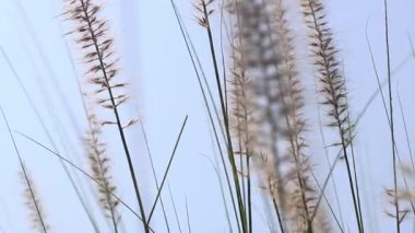 Rüzgarda sallanan çimen çiçeklerine yakın çekim