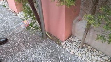 Plastik bir şişe kayalık yamaçtan aşağı yuvarlanıyor.