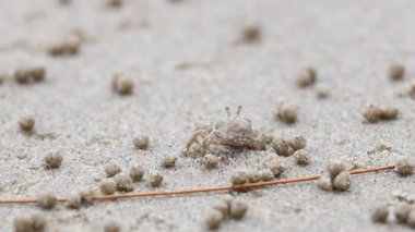 Hayalet yengeç kumlu sahil yüzeyinde ilerliyor.