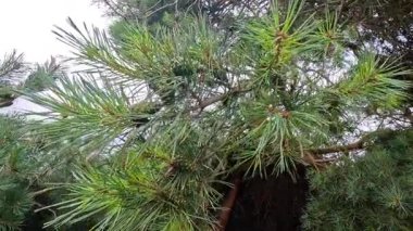 İskoç çam dalları rüzgarda sallanıyor.