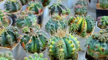 Piyasa ortamında çeşitli şekil ve renklerin sergilendiği canlı bir kaktüs koleksiyonu.