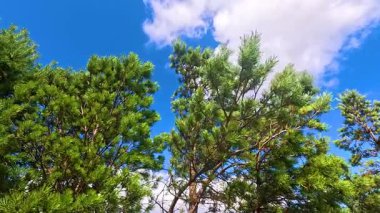 Parlak gökyüzüne doğru yavaşça hareket eden yeşil ağaçlar