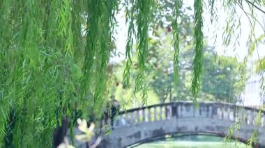 Bereketli Bangkok parkındaki köprünün yakınındaki huzurlu söğüt ağacı.