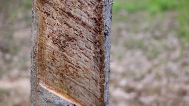 Lastik ağaçlardan lateks toplamak