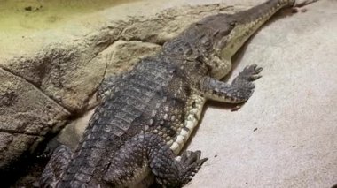 Bir timsah, hayvanat bahçesinin etrafındaki kayalık bir yüzeyde hareketsiz yatar. Yumuşak ışık altında sakin bir atmosfer yaratır.