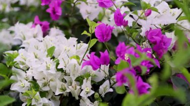 Bangkok bahçesinde canlı çiçekler