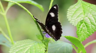 Siyah ve beyaz kanatlı bir kelebek yemyeşil yağmur ormanlarında bir yaprağın üzerinde dinlenir.