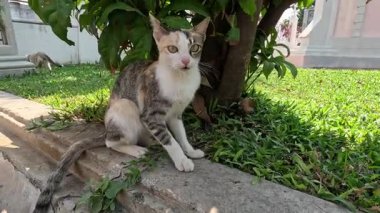 Bir kedi hareket eder ve bitkileri koklar..