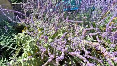 Arı ve sinekkuşu canlı çiçekler arasında etkileşim halindedir.