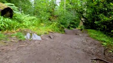 Bereketli orman manzarasında huzurlu bir yürüyüş