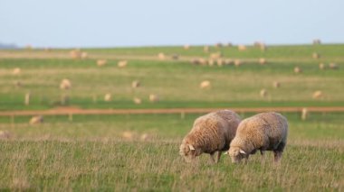 Yeşil bir tarlada otlayan iki koyun