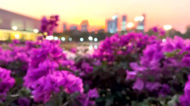 Şehre tepeden bakan canlı çiçekler gün batımında sakin gölete yansıyor.
