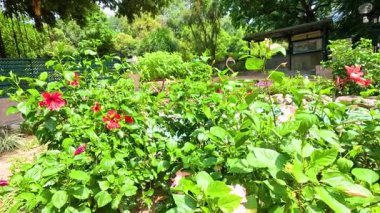 Hong Kong parkında renkli çiçekler açar.