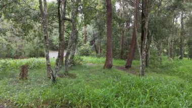 Avustralya yağmur ormanlarında yemyeşil ve ağaçlar