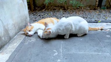 Bangkok caddesinde birbirine sokulmuş iki kedi