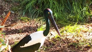Leylek hayvanat bahçesinde doğal yaşam alanında gözlemlendi