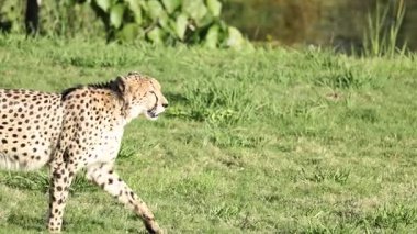 Çita hayvanat bahçesindeki çimenli alanda yürüyor.