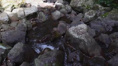 Yeşillik yağmur ormanlarında akan dere