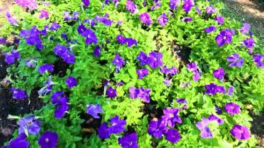 Renkli çiçekler yemyeşil bir bahçede açıyor.