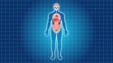 Nefes borusuna odaklanmış insan anatomisini gösteren animasyon, mavi şebeke arka planı ve ayrıntılı organ görselleri kullanıyor.