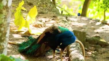 Doğal ortamda canlı tüyler sergileyen tavus kuşu.