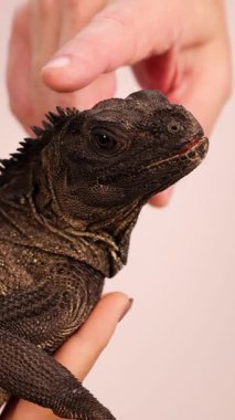 Hidrosaurus kertenkelesini nazikçe okşayan bir kişi iyi ışıklandırılmış bir ortamda, sakin bir etkileşim sergiliyor.